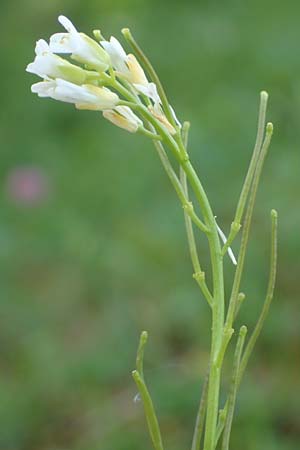 Arabis hirsuta \ Rauhaarige Gnsekresse / Hairy Rock-Cress, D Pfronten 28.6.2016