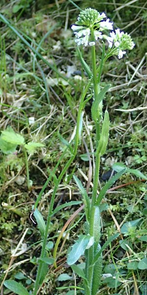 Arabis hirsuta \ Rauhaarige Gnsekresse / Hairy Rock-Cress, D Pfronten 28.6.2016