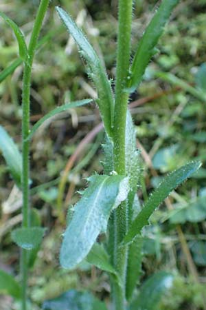 Arabis hirsuta \ Rauhaarige Gnsekresse / Hairy Rock-Cress, D Pfronten 28.6.2016