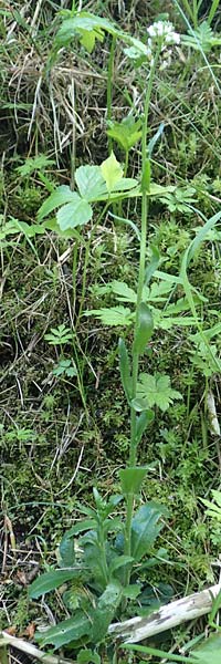 Arabis hirsuta \ Rauhaarige Gnsekresse / Hairy Rock-Cress, D Pfronten 28.6.2016