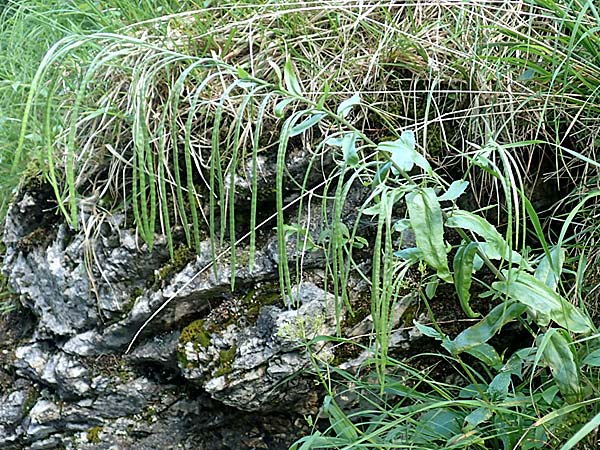 Arabis turrita \ Turm-Gnsekresse / Tower Cress, D Pfronten 28.6.2016