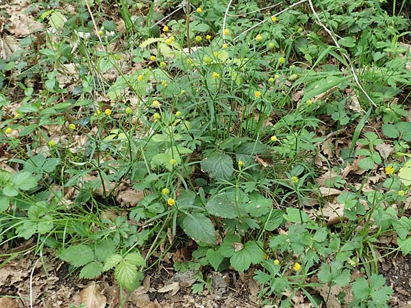 Ranunculus arundo \ Angelruten-Gold-Hahnenfu / Fishing-Rod Goldilocks, D Wachtberg-Berkum 23.4.2017