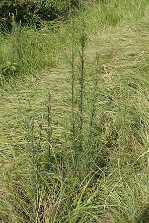 Artemisia pontica ? \ Pontischer Beifu, Rmischer Wermut / Roman Wormwood, D Kaiserstuhl,  Badberg 25.6.2018