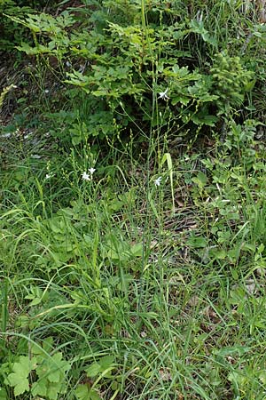 Anthericum ramosum \ stige Graslilie, Rispen-Graslilie / Branched St. Bernard's Lily, D Spaichingen 26.6.2018