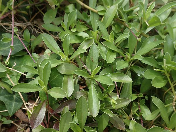 Arabis procurrens \ Ungarische Gnsekresse, Karpaten-Schaumkresse / Running Rock-Cress, D Weinheim an der Bergstraße 29.4.2019