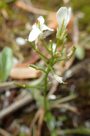 Arabis procurrens \ Ungarische Gnsekresse, Karpaten-Schaumkresse / Running Rock-Cress, D Weinheim an der Bergstraße 29.4.2019