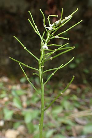 Arabis procurrens \ Ungarische Gnsekresse, Karpaten-Schaumkresse / Running Rock-Cress, D Weinheim an der Bergstraße 29.4.2019
