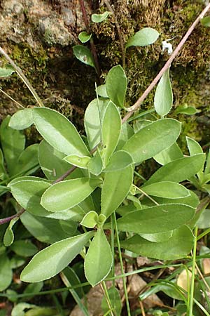 Arabis procurrens \ Ungarische Gnsekresse, Karpaten-Schaumkresse / Running Rock-Cress, D Weinheim an der Bergstraße 29.4.2019