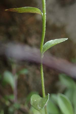Arabis procurrens \ Ungarische Gnsekresse, Karpaten-Schaumkresse / Running Rock-Cress, D Weinheim an der Bergstraße 29.4.2019