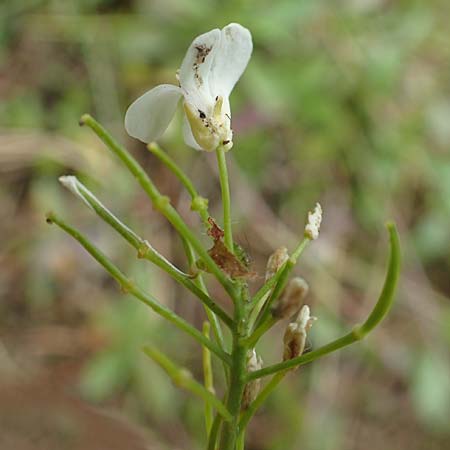 Arabis procurrens \ Ungarische Gnsekresse, Karpaten-Schaumkresse / Running Rock-Cress, D Weinheim an der Bergstraße 29.4.2019