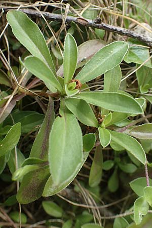Arabis procurrens \ Ungarische Gnsekresse, Karpaten-Schaumkresse / Running Rock-Cress, D Weinheim an der Bergstraße 29.4.2019