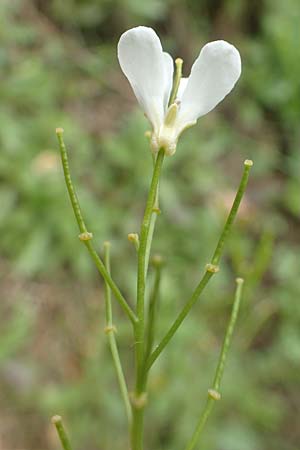 Arabis procurrens \ Ungarische Gnsekresse, Karpaten-Schaumkresse / Running Rock-Cress, D Weinheim an der Bergstraße 29.4.2019