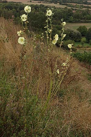 Alcea rosea \ Stockrose / Common Hollyhock, D Grünstadt-Asselheim 9.9.2019