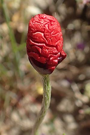 Papaver argemone \ Sand-Mohn / Prickly Poppy, D Waghäusel-Wiesental 15.4.2020