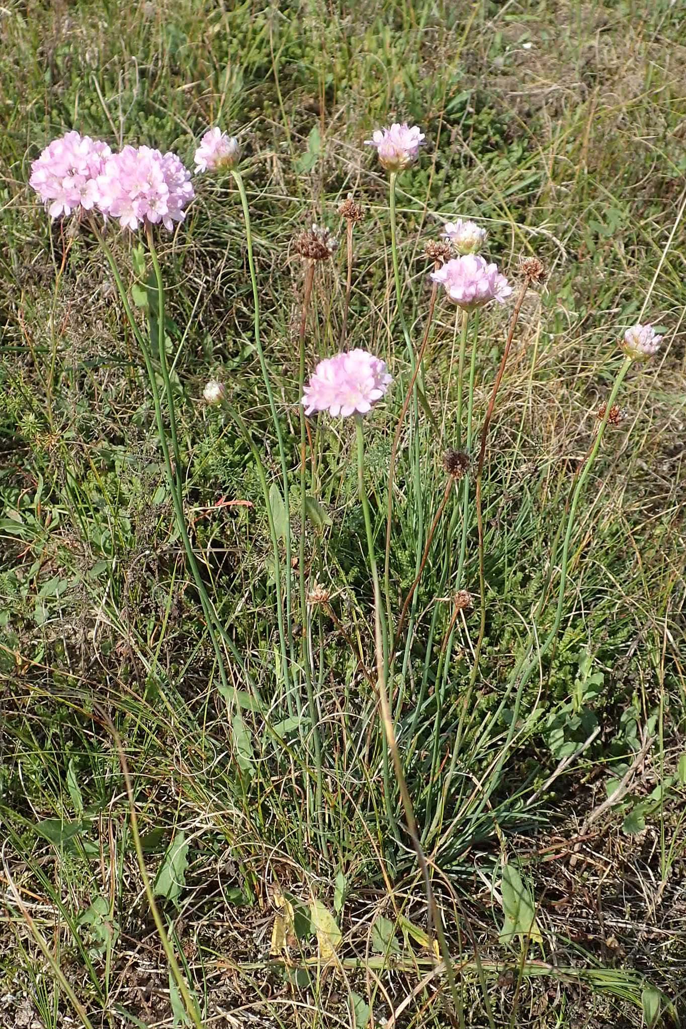 Armeria maritima subsp. elongata \ Sand-Grasnelke / Tall Thrift, D Brandenburg, Havelaue-Gülpe 17.9.2020