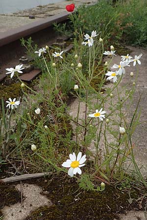 Anthemis austriaca, Österreichische Hundskamille