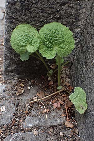 Alcea rosea \ Stockrose / Common Hollyhock, D Mannheim 13.9.2026