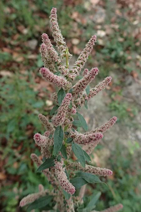 Amaranthus rudis \ Wasserhanf / Water Hemp, D Mannheim 13.9.2026