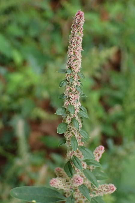 Amaranthus rudis \ Wasserhanf / Water Hemp, D Mannheim 13.9.2026