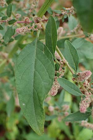 Amaranthus rudis \ Wasserhanf / Water Hemp, D Mannheim 13.9.2026
