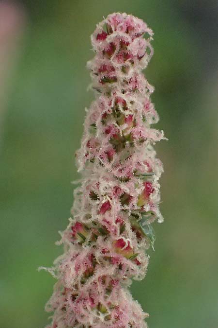 Amaranthus rudis \ Wasserhanf / Water Hemp, D Mannheim 13.9.2026