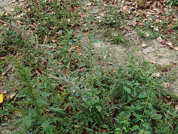 Amaranthus rudis \ Wasserhanf / Water Hemp, D Mannheim 13.9.2026