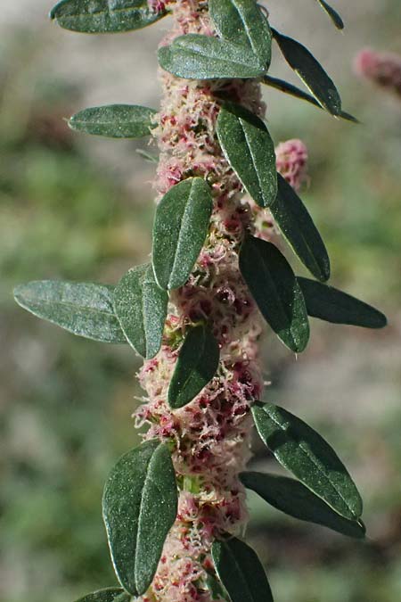 Amaranthus rudis \ Wasserhanf / Water Hemp, D Mannheim 19.9.2026