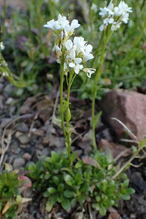 Arabis soyeri \ Soyers G�nsekresse, Gl�nzende G�nsekresse / Soyer's Rock-Cress, D Botan. Gar.  Universit.  Heidelberg 21.4.2016