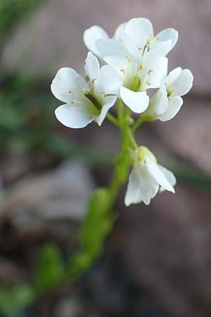 Arabis soyeri \ Soyers G�nsekresse, Gl�nzende G�nsekresse / Soyer's Rock-Cress, D Botan. Gar.  Universit.  Heidelberg 21.4.2016