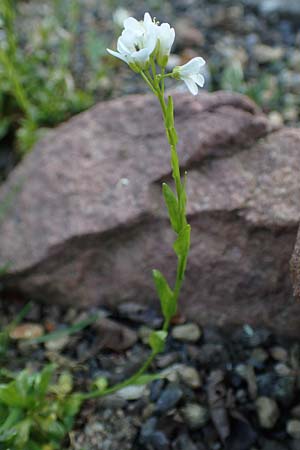 Arabis soyeri \ Soyers G�nsekresse, Gl�nzende G�nsekresse / Soyer's Rock-Cress, D Botan. Gar.  Universit.  Heidelberg 21.4.2016