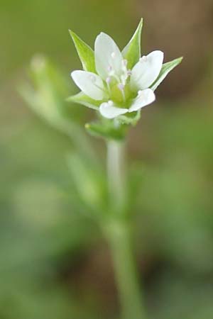 Arenaria serpyllifolia \ Quendelblttriges Sandkraut / Thyme-Leaved Sandwort, D Neuleiningen 25.5.2020