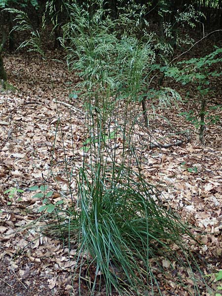 Agrostis stolonifera \ Weies Straugras / Creeping Bentgrass, D Hunsrück, Börfink 18.7.2020