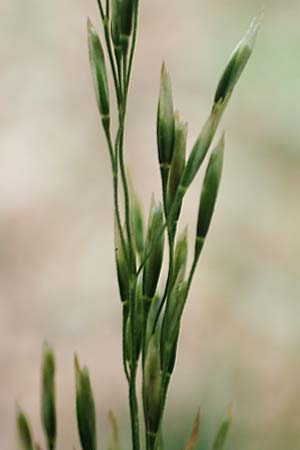 Agrostis stolonifera \ Weies Straugras / Creeping Bentgrass, D Hunsrück, Börfink 18.7.2020