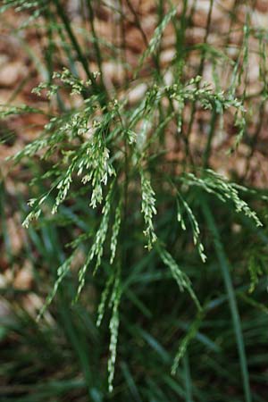 Agrostis stolonifera \ Weies Straugras / Creeping Bentgrass, D Hunsrück, Börfink 18.7.2020