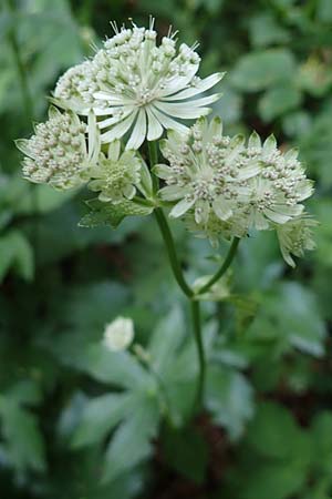 Astrantia major \ Groe Sterndolde / Great Masterwort, D Berching-Holnstein 23.7.2021