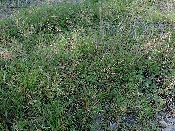 Agrostis stolonifera \ Weies Straugras / Creeping Bentgrass, D Mörfelden-Walldorf 14.8.2021
