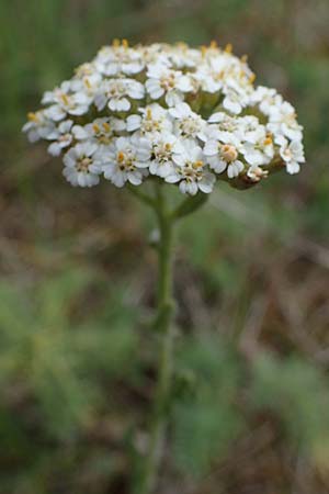 Achillea setacea, Fine-Leaved Milfoil