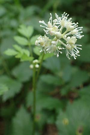 Actaea spicata \ Christophskraut / Baneberry, D Thüringen, Erfurt 13.6.2022