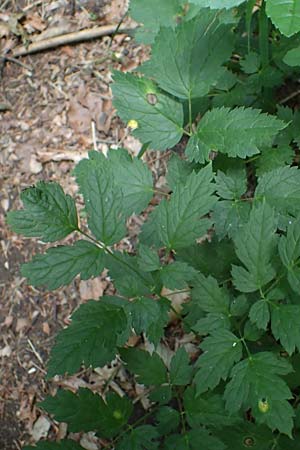 Actaea spicata \ Christophskraut / Baneberry, D Thüringen, Erfurt 13.6.2022