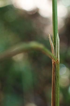 Festuca altissima \ Wald-Schwingel / Wood Fescue, D Düren 20.8.2022