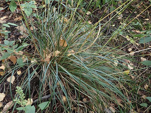 Festuca altissima \ Wald-Schwingel / Wood Fescue, D Düren 20.8.2022