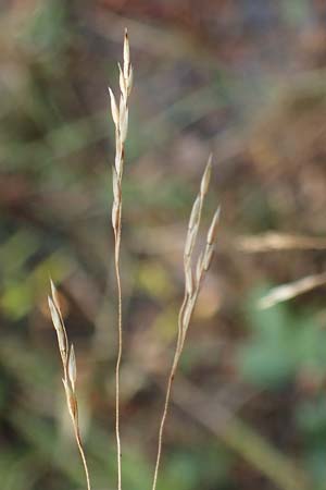 Agrostis scabra, Raues Straugras