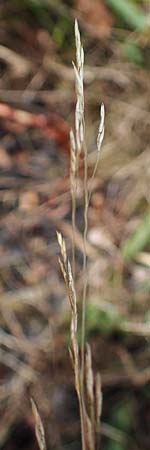 Agrostis scabra \ Raues Straugras / Rough Bentgrass, Hair Grass, D Essen 21.8.2022
