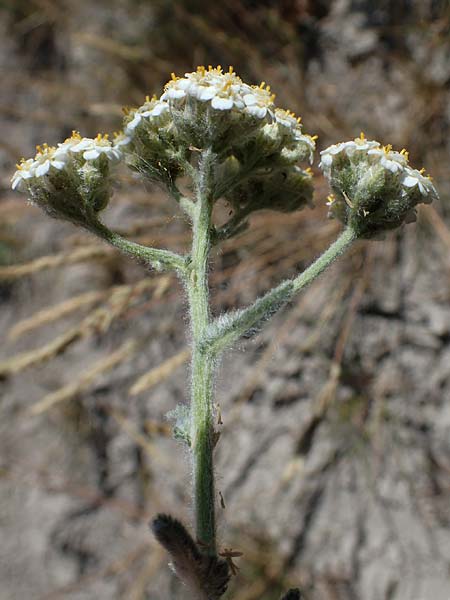 Achillea setacea \ Feinblttrige Wiesen-Schafgarbe / Fine-Leaved Milfoil, D Thüringen, Hemleben 12.6.2023