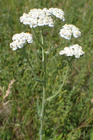 Achillea setacea \ Feinblttrige Wiesen-Schafgarbe / Fine-Leaved Milfoil, D Thüringen, Kölleda 15.6.2023