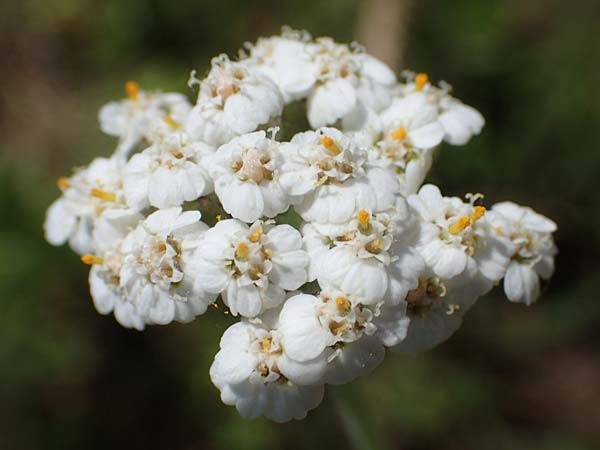 Achillea setacea \ Feinblttrige Wiesen-Schafgarbe / Fine-Leaved Milfoil, D Thüringen, Kölleda 15.6.2023