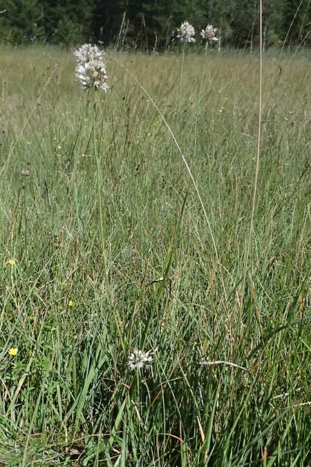 Allium suaveolens \ Wohlriechender Lauch / Fragrant Leek, D Uffing 14.8.2024