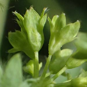 Alchemilla subcrenata \ Stumpfzhniger Frauenmantel / Broadtooth Lady's Mantle, D Günzburg 24.5.2025