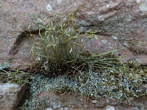 Asplenium septentrionale \ Nordischer Streifenfarn / Forked Spleenwort, D Gro&szlig;heubach am Main 28.6.2026