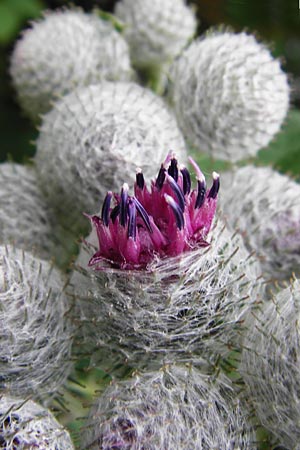 Arctium tomentosum \ Filzige Klette / Woolly Burdock, D Grettstadt 18.7.2015